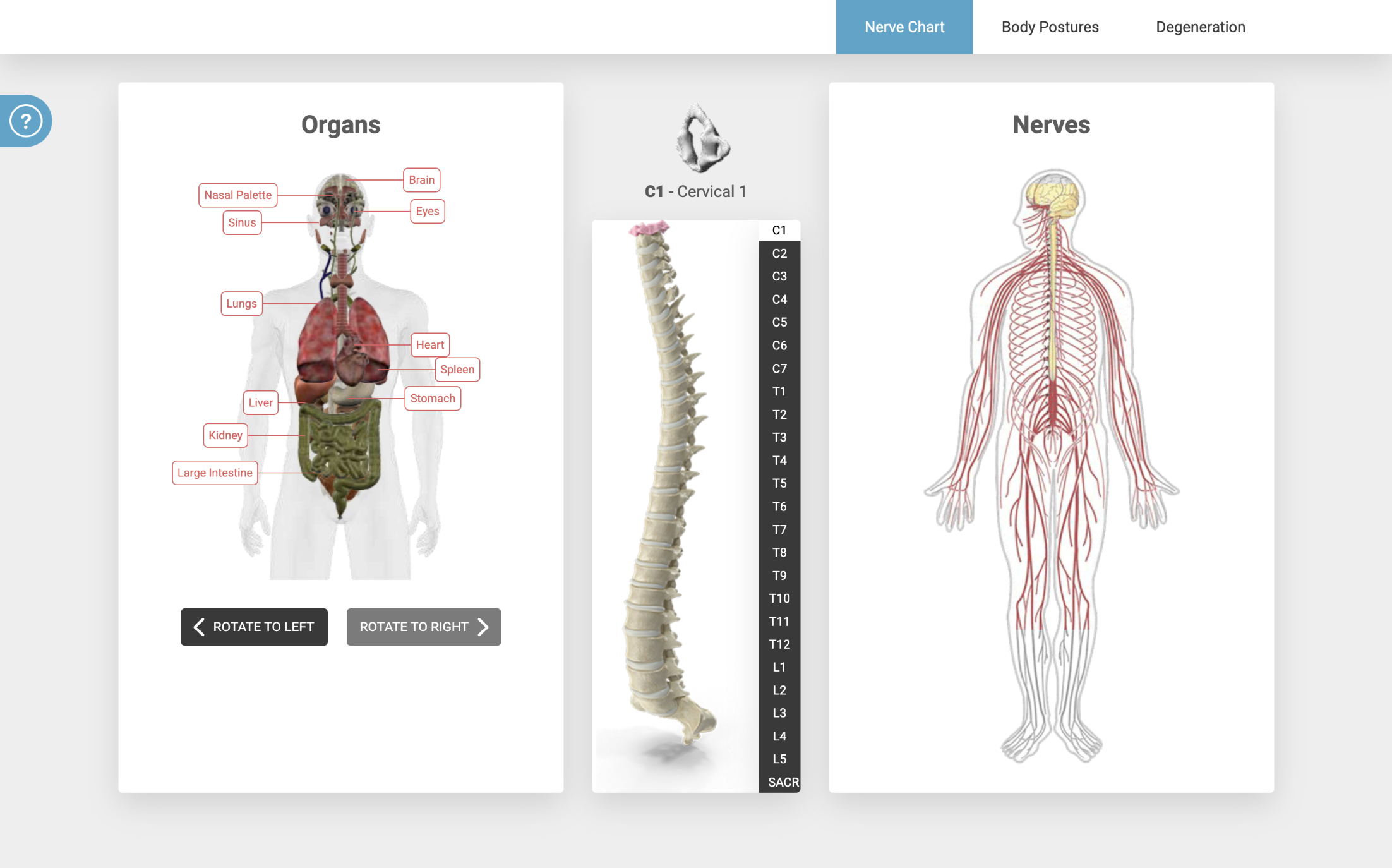 3D spine simulator preview